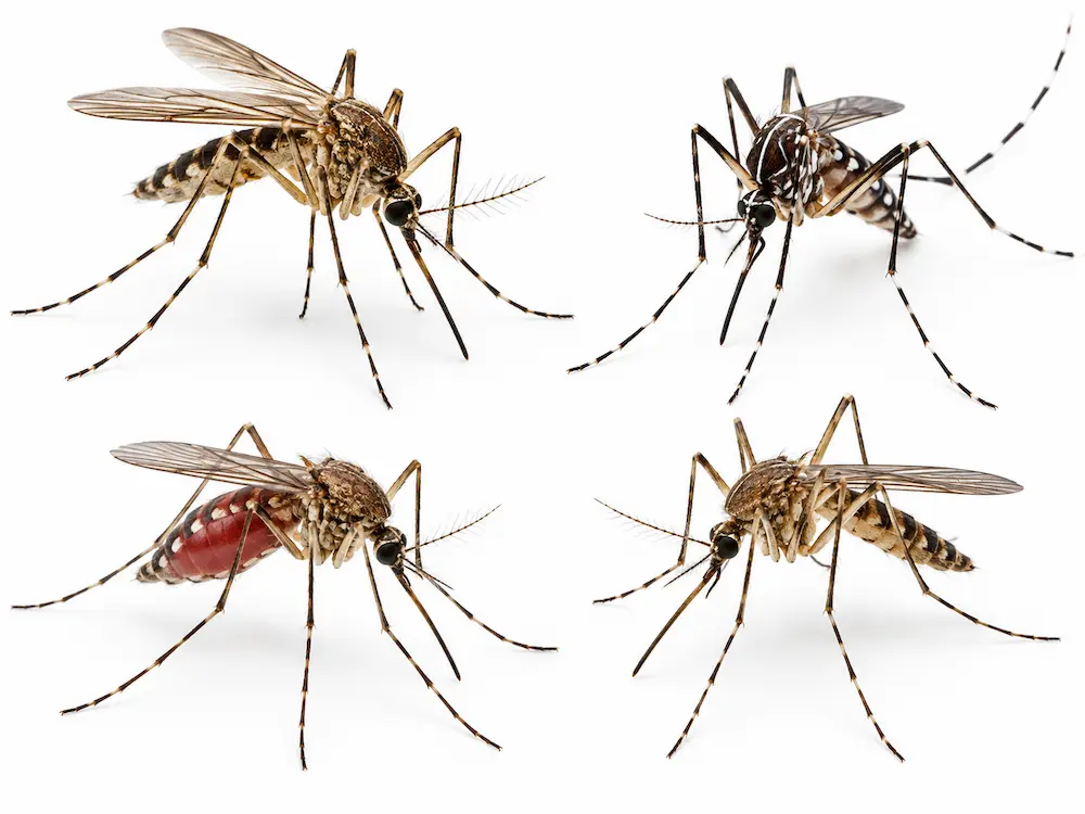 Mosquitos sobre fondo blanco
