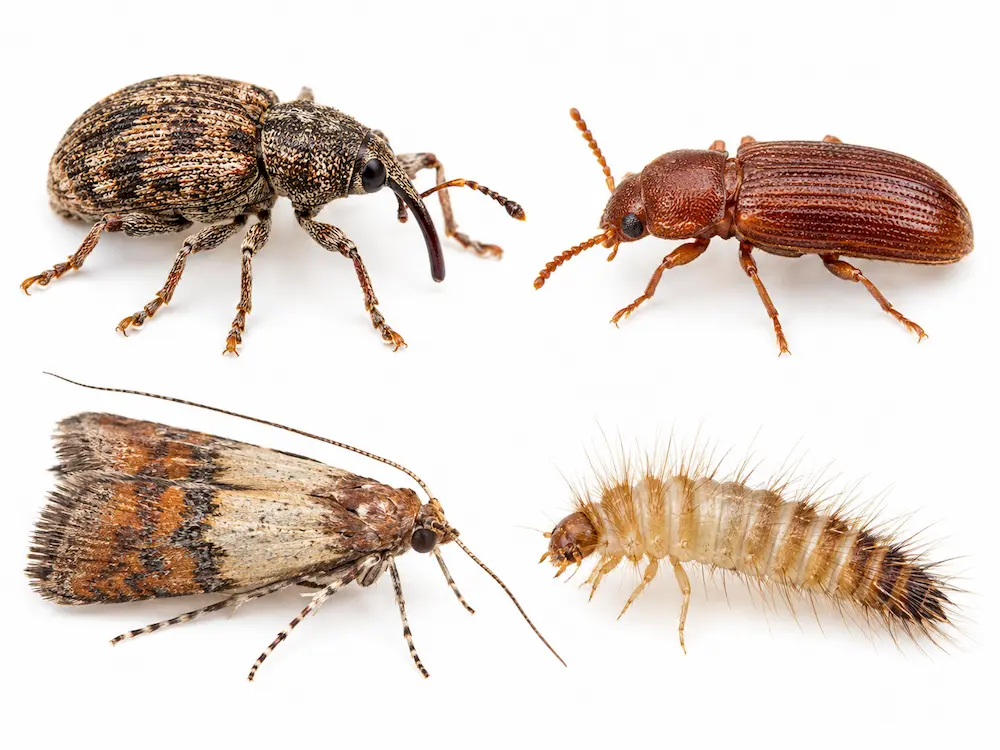 Gorgojo, polilla y larva asociados a alimentos almacenados